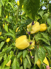 Încarcă imaginea în vizualizatorul Galerie, Ardei Buratti RZ F1 1000 seminte
