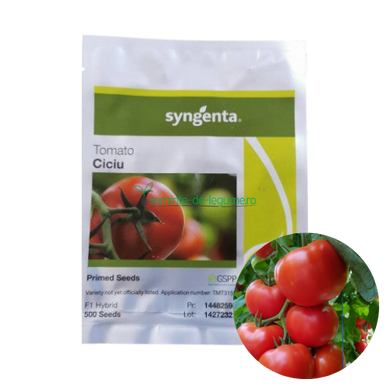 Tomate Ciciu F1 500 seminte - Syngenta - seminte-de-legume.ro