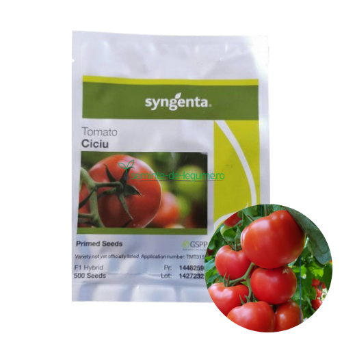 Tomate Ciciu F1 500 seminte - Syngenta - seminte-de-legume.ro