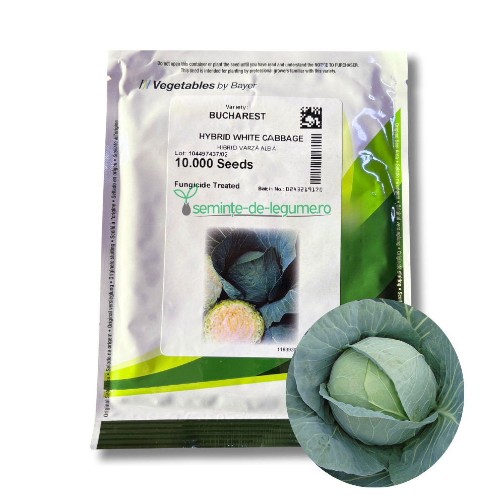 Varza Bucharest F1 10.000 seminte