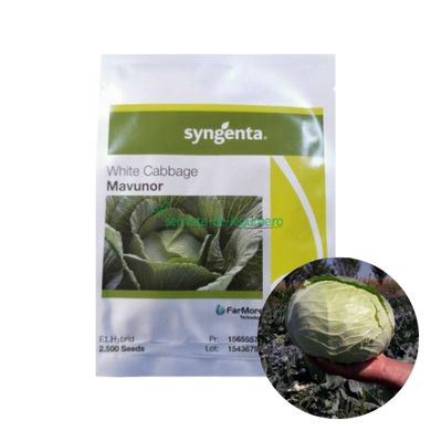 Varza Mavunor F1 2500 seminte - Syngenta - seminte-de-legume.ro