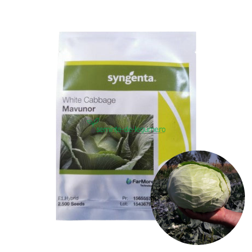 Varza Mavunor F1 2500 seminte - Syngenta - seminte-de-legume.ro