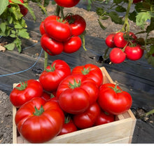 Încarcă imaginea în vizualizatorul Galerie, Tomate Aldemir F1 500 seminte
