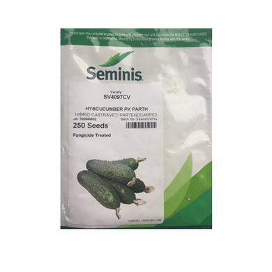 Castraveti SV4097CV F1 - Seminis - seminte-de-legume.ro